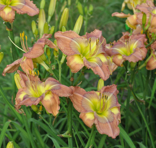 Picture of Blues in the News